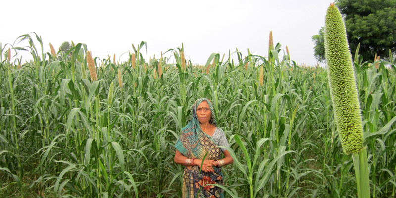 The fruit of Shiv Devi's hard work, ripened ears of corn, stand taller than her