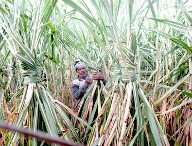 Lokanath has set an example in his village by adopting the sustainable sugarcane initiative (SSI) method for cultivating crops