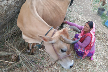 Kameshwari with her livestock