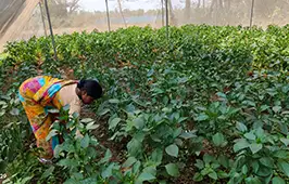 Bahamuni combines crop cultivation and livestock rearing to build a more resilient source of income. Bahamuni combines crop cultivation and livestock rearing to build a more resilient source of income.
