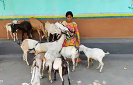 For Bahamuni Kisku, goat rearing became the first step towards rebuilding her life. For Bahamuni Kisku, goat rearing became the first step towards rebuilding her life.