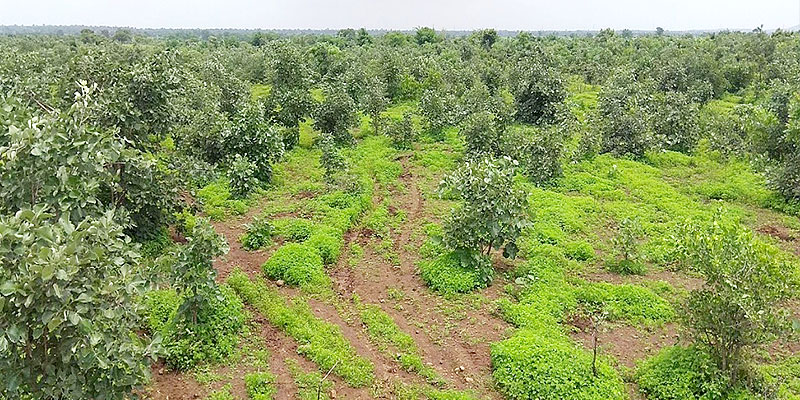 Regeneration of the common lands is leading towards self-sufficiency in fuel and fodder