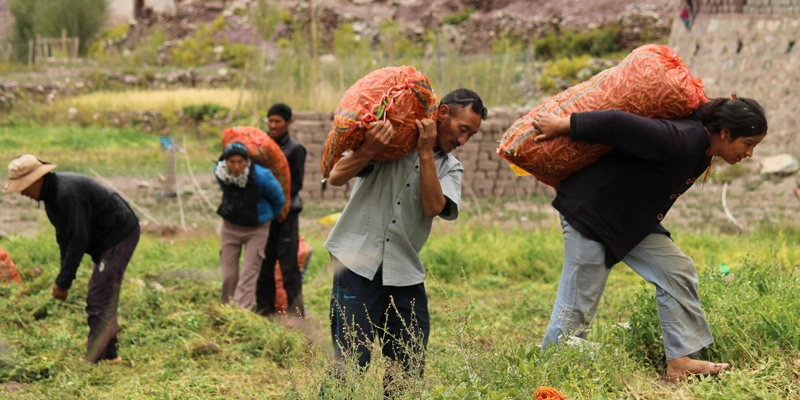 Green pea marketing by FPOs