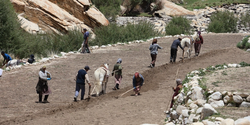 Field ploughing in Kyungam village is a labour-intensive activity managed jointly by families taking turns. The fields are being prepared for green pea sowing under the MHAI project