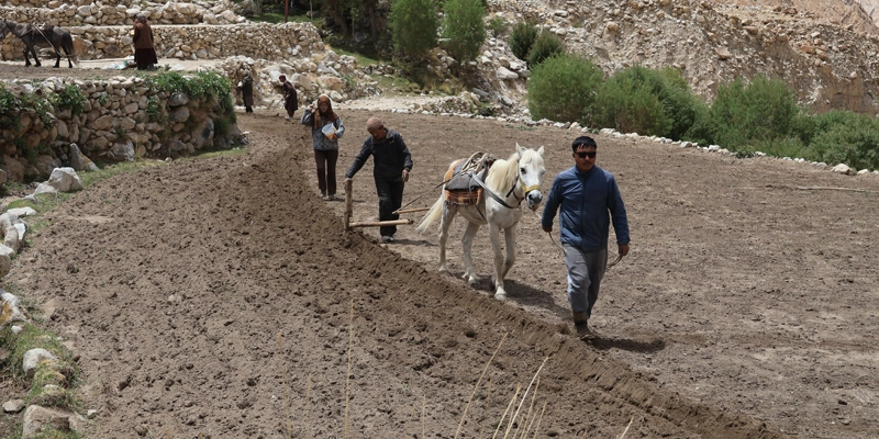Sonam Angchuk and family ploughing the field in Kyungam village