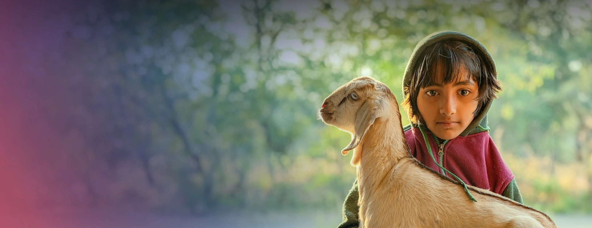 Livestock based livelihoods banner