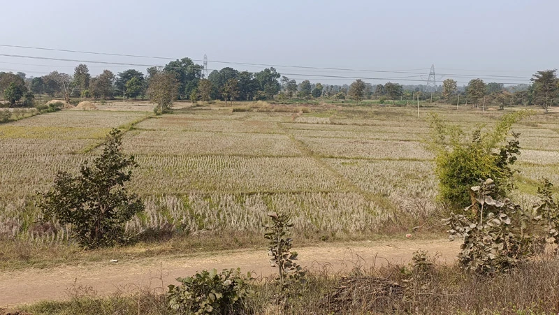 A pre-intervention photo of the command area (downstream) of the Peth Tukum tank during the rabi season.