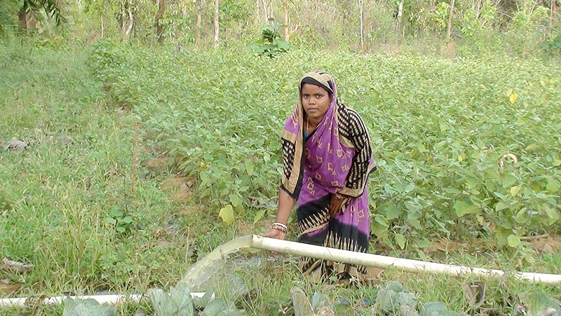 Sashmita Nayak, a local farmer, waters her brinjal crop with water drawn through the solar pump