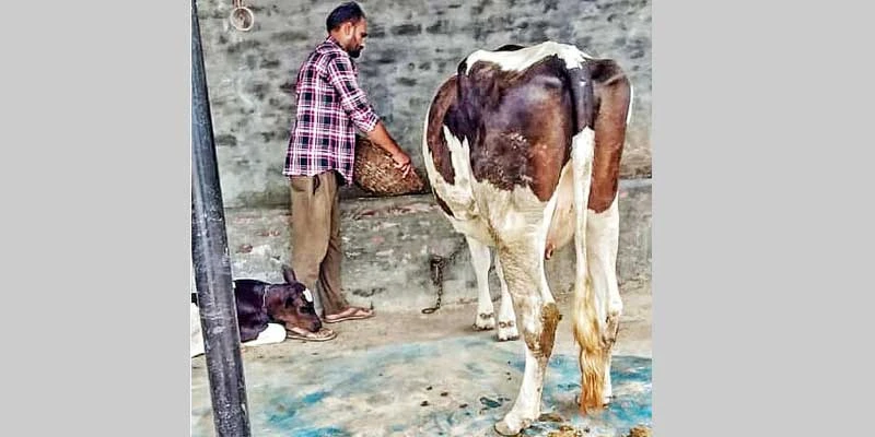 Hardeep Singh Brar's dairy farming brings in additional income during non-harvest periods.