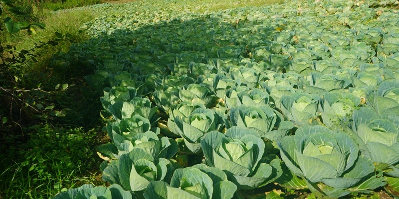 Cabbage fields in Jadipani transformed through better farming techniques.