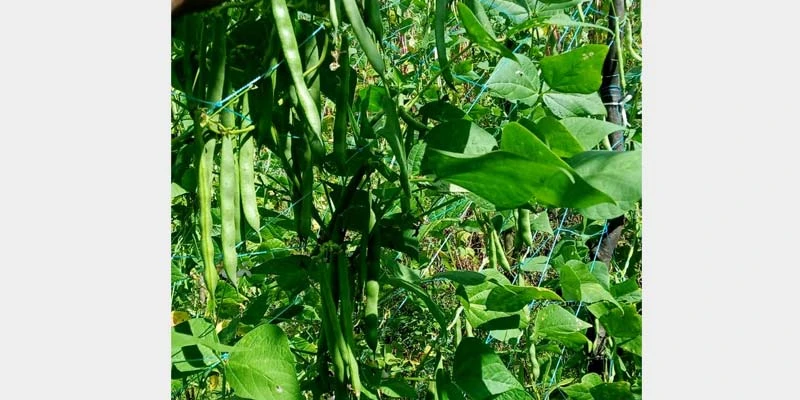 Beans that are robust and free from diseases.